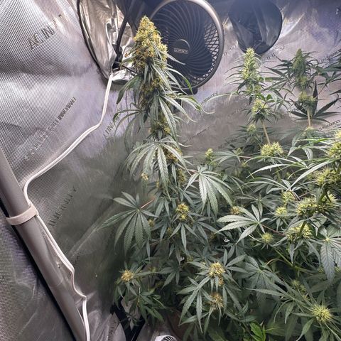 Maui Panama #2 growlog timeline photo