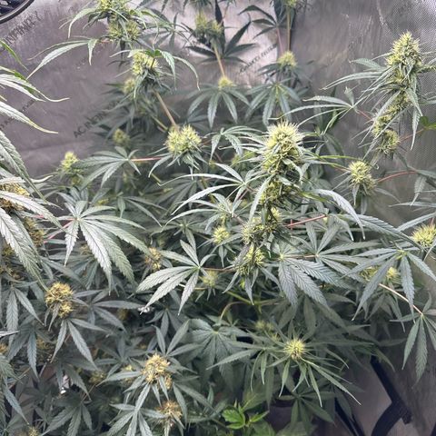 Maui Panama #3 growlog timeline photo