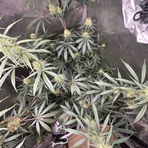 Maui Panama #3 growlog timeline photo