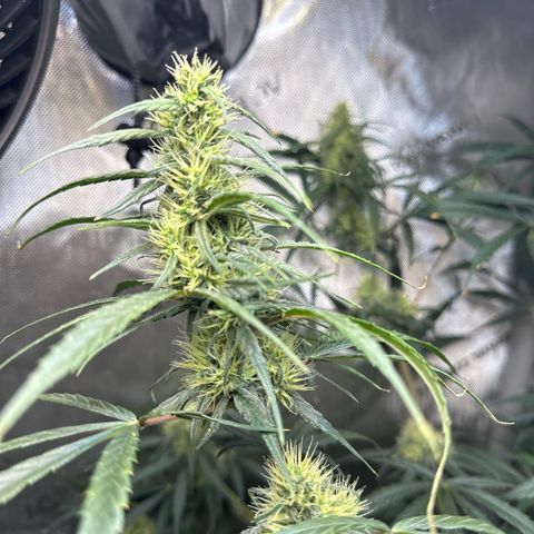 Maui Panama #3 growlog timeline photo