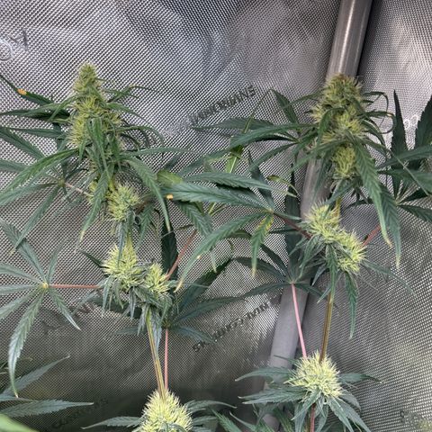 Maui Panama #3 growlog timeline photo