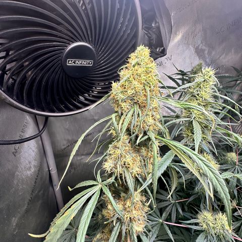 Maui Panama #2 growlog timeline photo
