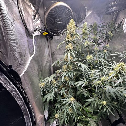 Maui Panama #2 growlog timeline photo