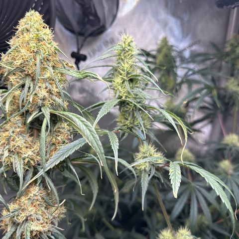 Maui Panama #3 growlog timeline photo