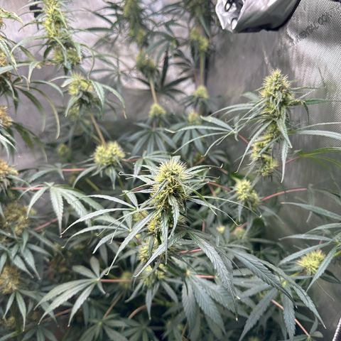 Maui Panama #3 growlog timeline photo