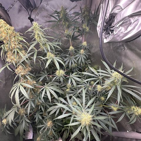 Maui Panama #3 growlog timeline photo