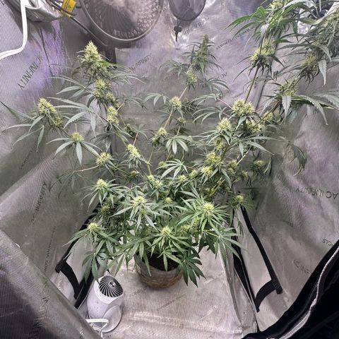 Maui Panama #3 growlog timeline photo