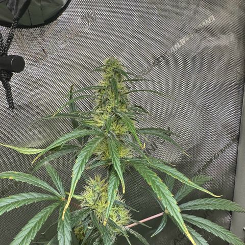 Maui Panama #3 growlog timeline photo