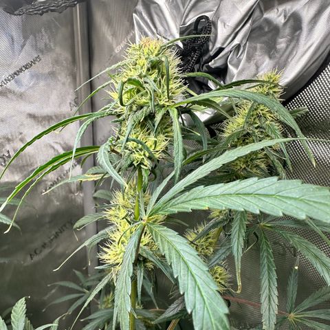 Maui Panama #3 growlog timeline photo