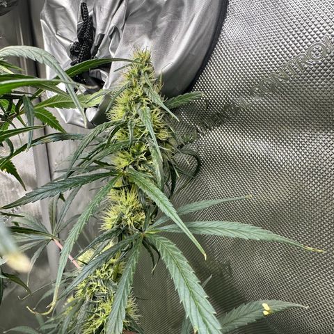 Maui Panama #3 growlog timeline photo