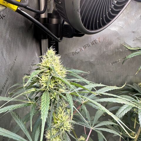 Maui Panama #3 growlog timeline photo