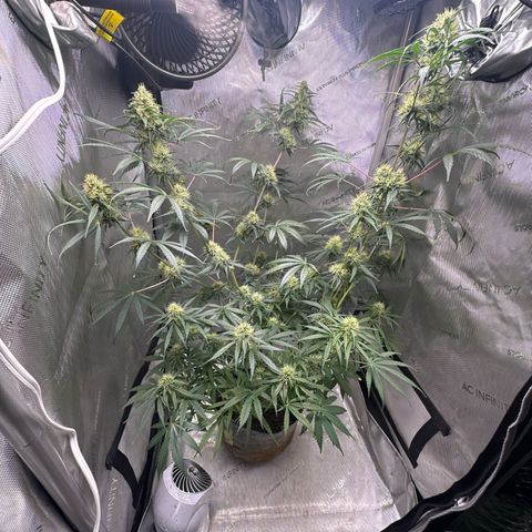 Maui Panama #3 growlog timeline photo