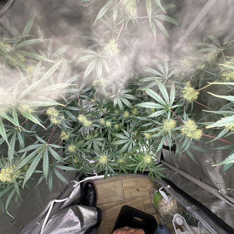 Maui Panama #3 growlog timeline photo