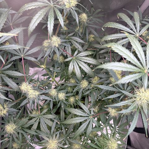 Maui Panama #3 growlog timeline photo