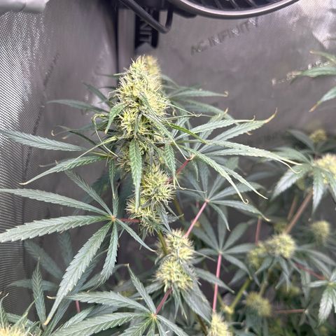 Maui Panama #3 growlog timeline photo