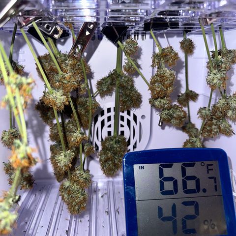 Maui Panama #2 growlog timeline photo