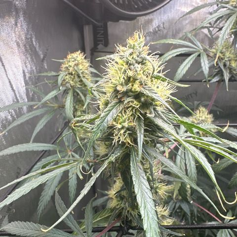 Maui Panama #3 growlog timeline photo