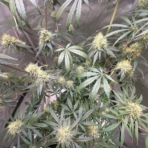 Maui Panama #3 growlog timeline photo