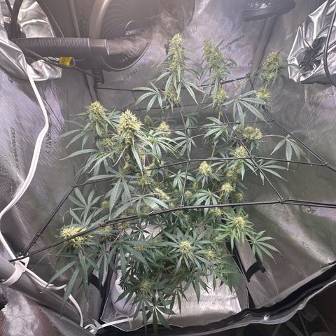 Maui Panama #3 growlog timeline photo