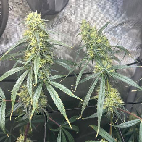 Maui Panama #3 growlog timeline photo