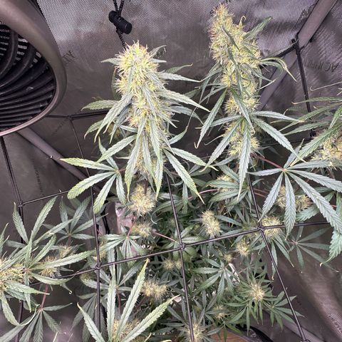 Maui Panama #3 growlog timeline photo