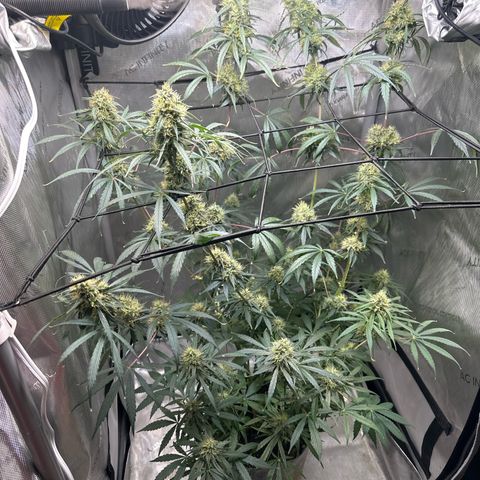 Maui Panama #3 growlog timeline photo