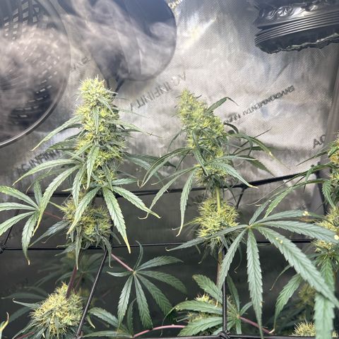Maui Panama #3 growlog timeline photo