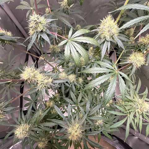 Maui Panama #3 growlog timeline photo