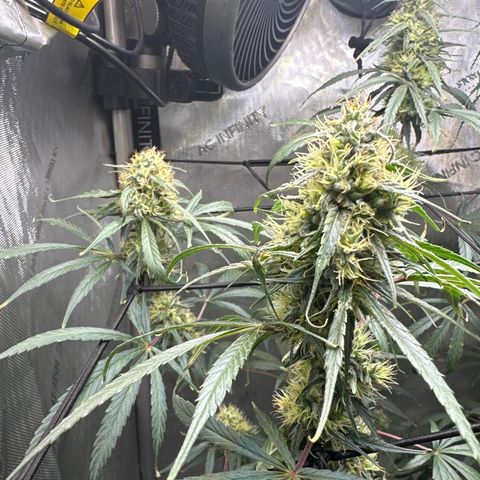 Maui Panama #3 growlog timeline photo