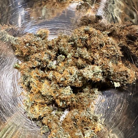 Maui Panama #2 growlog timeline photo