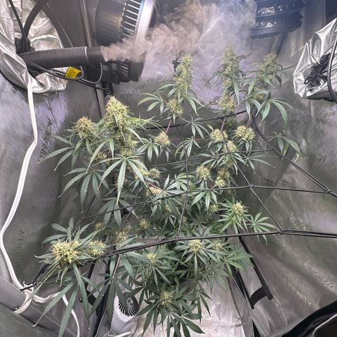 Maui Panama #3 growlog timeline photo