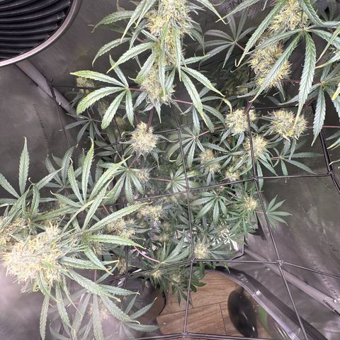 Maui Panama #3 growlog timeline photo