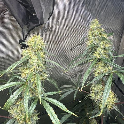 Maui Panama #3 growlog timeline photo