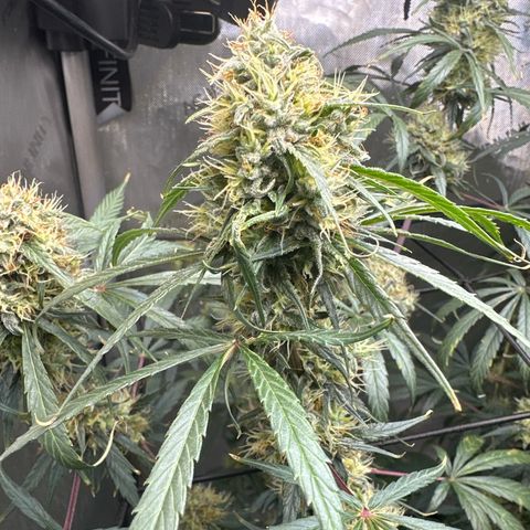 Maui Panama #3 growlog timeline photo