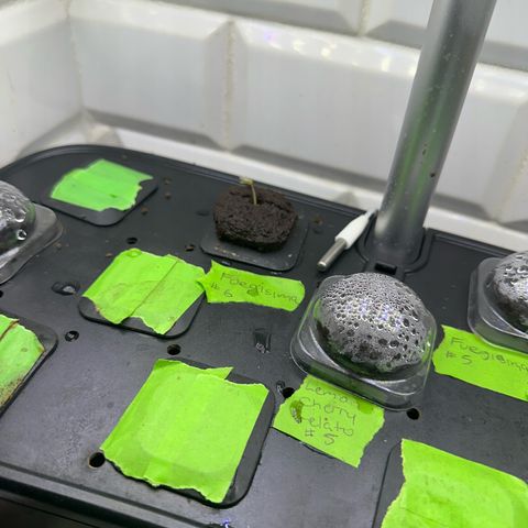Fuegisima #6 growlog timeline photo