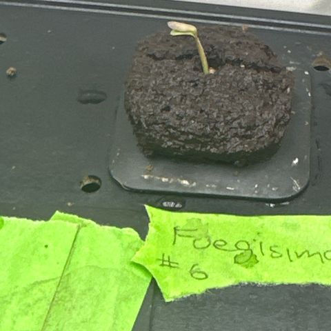 Fuegisima #6 growlog timeline photo