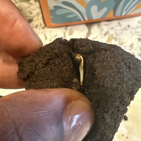 Fuegisima #5 growlog photo: Seed has nice tap root. Should breach service in 24-48 hrs