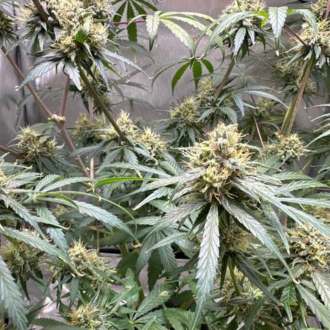 Maui Panama #3 growlog timeline photo