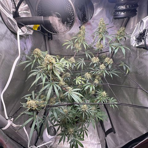 Maui Panama #3 growlog timeline photo