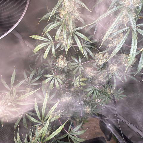 Maui Panama #3 growlog timeline photo