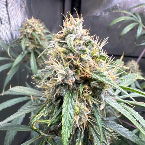 Maui Panama #3 growlog timeline photo