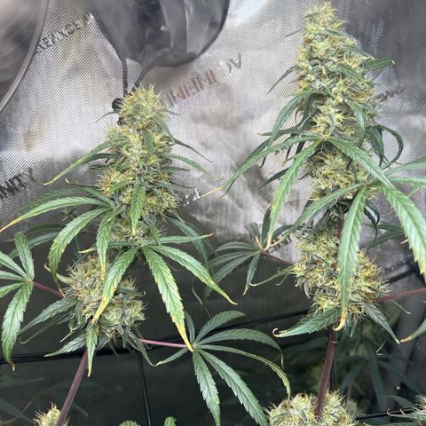 Maui Panama #3 growlog timeline photo