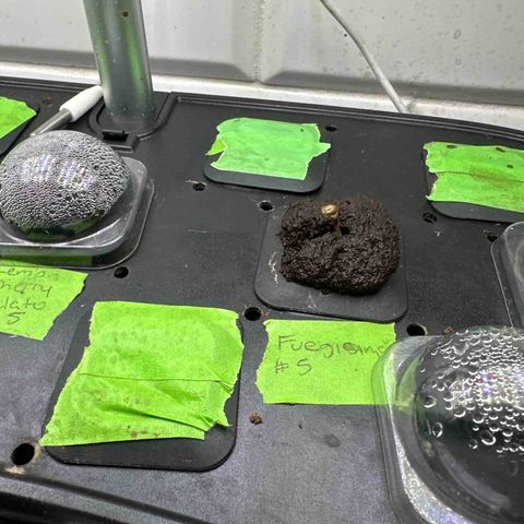 Fuegisima #5 growlog timeline photo