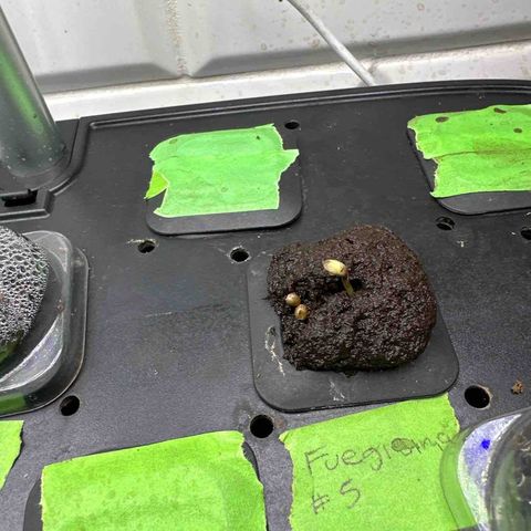 Fuegisima #5 growlog timeline photo