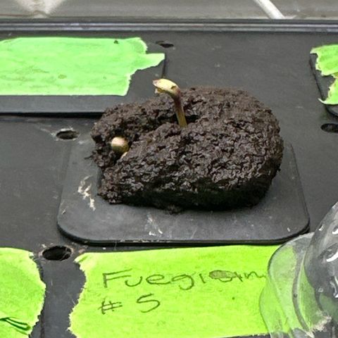Fuegisima #5 growlog timeline photo