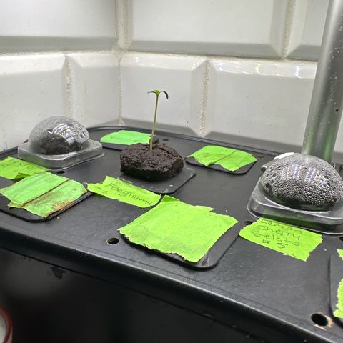 Fuegisima #6 growlog timeline photo