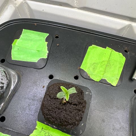 Fuegisima #6 growlog timeline photo