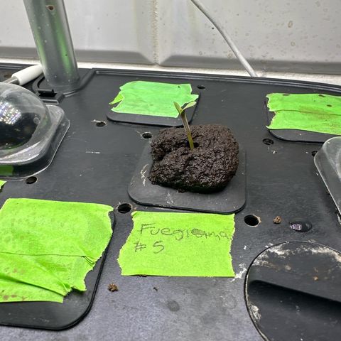 Fuegisima #5 growlog timeline photo