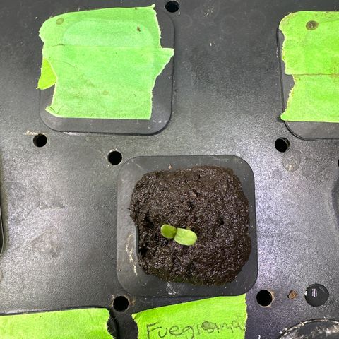Fuegisima #5 growlog timeline photo