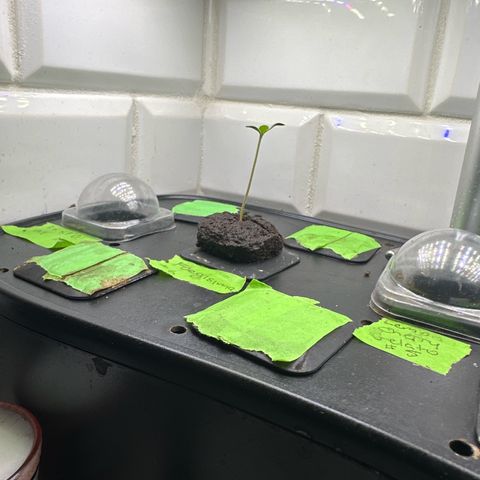 Fuegisima #6 growlog timeline photo